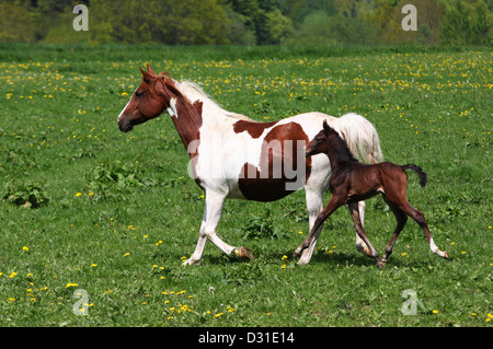 Arabische Pferde Stute und Fohlen traben auf Wiese, Niedersachsen, Deutschland Stockfoto