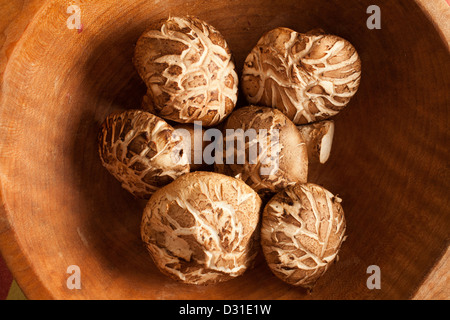 Frische Shiitake-Pilze zeigt das Donko Muster auf ihren Kappen Stockfoto