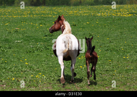 Arabische Pferde Stute und Fohlen auf der Wiese, Niedersachsen, Deutschland Stockfoto