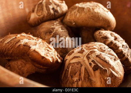 Frische Shiitake-Pilze zeigt das Donko Muster auf ihren Kappen Stockfoto