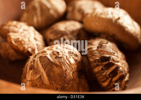 Frische Shiitake-Pilze zeigt das Donko Muster auf ihren Kappen Stockfoto