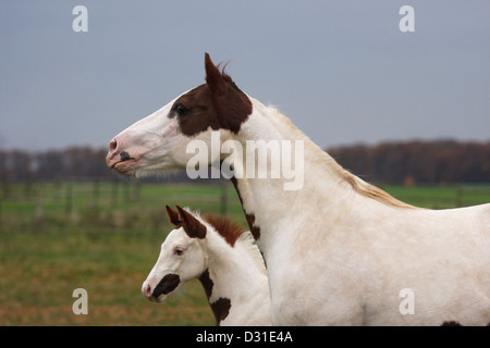 Paint Horse Stute mit Fohlen auf der Wiese, Niedersachsen, Deutschland Stockfoto