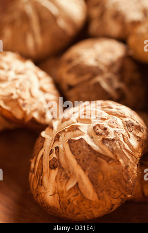 Frische Shiitake-Pilze zeigt das Donko Muster auf ihren Kappen Stockfoto