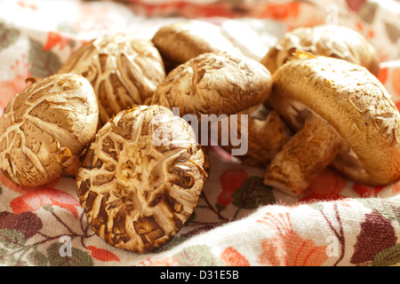 Frische Shiitake-Pilze zeigt das Donko Muster auf ihren Kappen Stockfoto