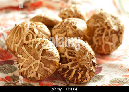 Frische Shiitake-Pilze zeigt das Donko Muster auf ihren Kappen Stockfoto