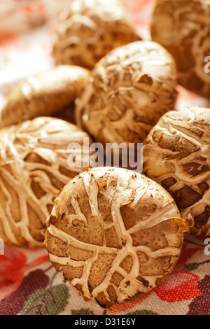 Frische Shiitake-Pilze zeigt das Donko Muster auf ihren Kappen Stockfoto