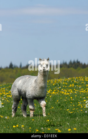 Alpaka männlichen Vicugna Pacos stehen auf einer Wiese, Niedersachsen, Deutschland Stockfoto