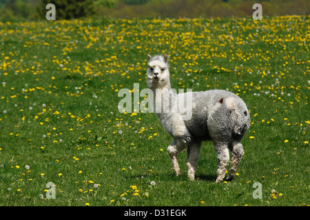 Alpaka männlichen Vicugna Pacos stehen auf einer Wiese, Niedersachsen, Deutschland Stockfoto