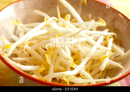 Mung-Sprossen Stockfoto