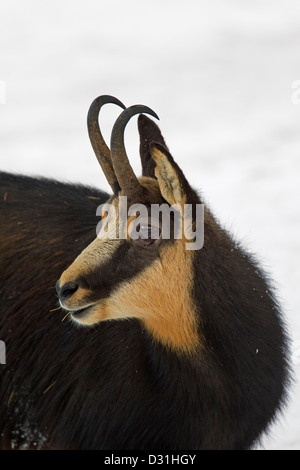 Gämse (Rupicapra Rupicapra) Großaufnahme von Buck im Schnee im winter Stockfoto