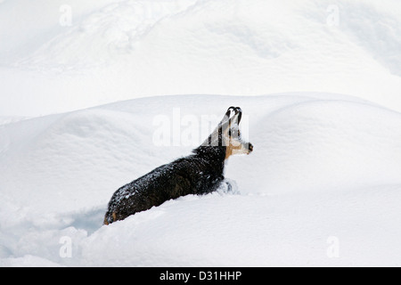 Gämse (Rupicapra Rupicapra) auf Nahrungssuche im Tiefschnee im winter Stockfoto