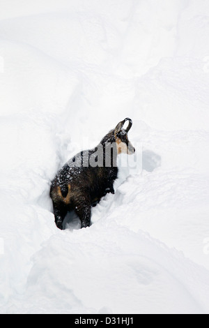 Gämse (Rupicapra Rupicapra) auf Nahrungssuche im Tiefschnee im winter Stockfoto