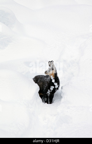 Gämse (Rupicapra Rupicapra) auf Nahrungssuche im tiefen Powder Schnee im Winter, Nationalpark Gran Paradiso, Italienische Alpen, Italien Stockfoto