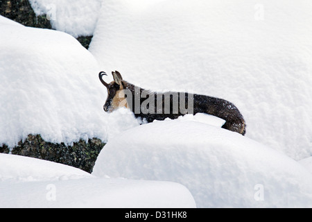 Gämse (Rupicapra Rupicapra) auf Nahrungssuche im tiefen Powder Schnee im Winter, Nationalpark Gran Paradiso, Italienische Alpen, Italien Stockfoto