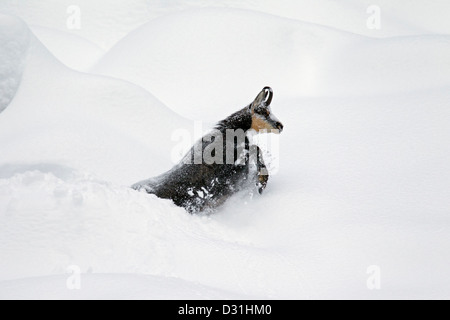 Gämse (Rupicapra Rupicapra) auf Nahrungssuche im Tiefschnee im winter Stockfoto