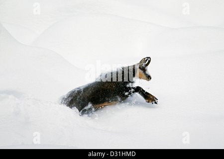 Gämse (Rupicapra Rupicapra) auf Nahrungssuche im tiefen Powder Schnee im Winter, Nationalpark Gran Paradiso, Italienische Alpen, Italien Stockfoto