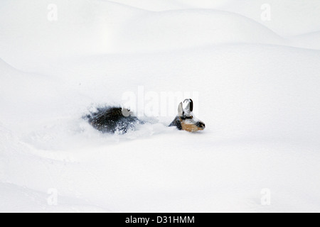 Gämse (Rupicapra Rupicapra) auf Nahrungssuche im tiefen Powder Schnee im Winter, Nationalpark Gran Paradiso, Italienische Alpen, Italien Stockfoto