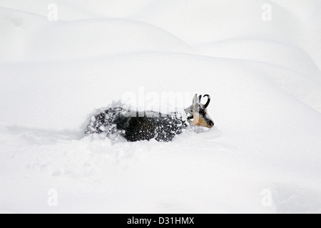 Gämse (Rupicapra Rupicapra) auf Nahrungssuche im tiefen Powder Schnee im Winter, Nationalpark Gran Paradiso, Italienische Alpen, Italien Stockfoto