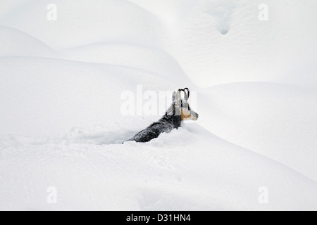 Gämse (Rupicapra Rupicapra) auf Nahrungssuche im tiefen Powder Schnee im Winter, Nationalpark Gran Paradiso, Italienische Alpen, Italien Stockfoto