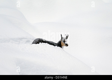 Gämse (Rupicapra Rupicapra) auf Nahrungssuche im tiefen Powder Schnee im Winter, Nationalpark Gran Paradiso, Italienische Alpen, Italien Stockfoto