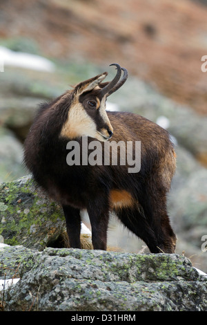 Gämse (Rupicapra Rupicapra) zwischen Felsen im Winter, Nationalpark Gran Paradiso, Italienische Alpen, Italien Stockfoto