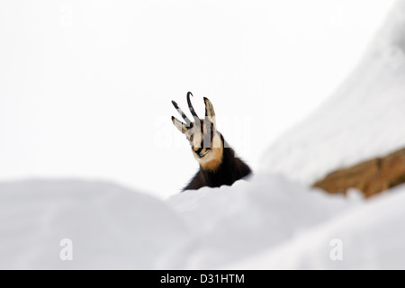 Gämse (Rupicapra Rupicapra) Bock im Wintermantel im Schnee, Nationalpark Gran Paradiso, Italienische Alpen, Italien Stockfoto