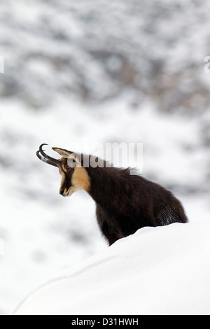 Gämse (Rupicapra Rupicapra) Bock im Wintermantel im Schnee, Nationalpark Gran Paradiso, Italienische Alpen, Italien Stockfoto