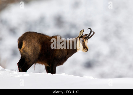 Gämse (Rupicapra Rupicapra) Bock im Wintermantel im Schnee Stockfoto