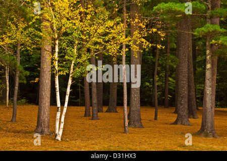 Silber-Birken in Gruppe von Pinien in einer Lichtung Herbst Herbstfarben Farben New England USA Vereinigte Staaten von Amerika Stockfoto