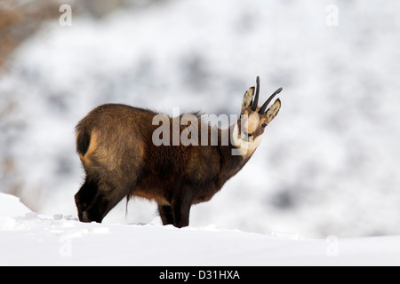 Gämse (Rupicapra Rupicapra) Bock im Wintermantel im Schnee, Nationalpark Gran Paradiso, Italienische Alpen, Italien Stockfoto