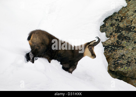 Gämse (Rupicapra Rupicapra) Bock im Wintermantel im Schnee Stockfoto