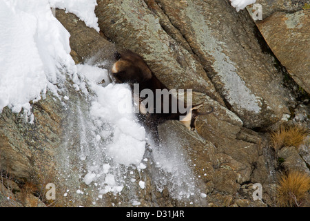 Gämse (Rupicapra Rupicapra) Abstieg steilen Felswand im Schnee im Winter, Nationalpark Gran Paradiso, Italienische Alpen, Italien Stockfoto