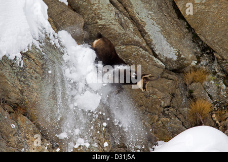 Gämse (Rupicapra Rupicapra) springen auf steilen Felswand im Schnee im Winter, Nationalpark Gran Paradiso, Italienische Alpen, Italien Stockfoto