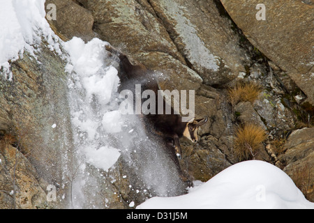 Gämse (Rupicapra Rupicapra) Abstieg steilen Felswand im Schnee im Winter, Nationalpark Gran Paradiso, Italienische Alpen, Italien Stockfoto