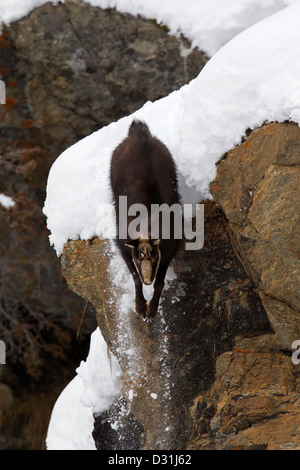 Gämse (Rupicapra Rupicapra) Abstieg steilen Felswand im Schnee im Winter, Nationalpark Gran Paradiso, Italienische Alpen, Italien Stockfoto