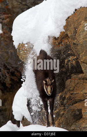 Gämse (Rupicapra Rupicapra) Abstieg steilen Felswand im Schnee im Winter, Nationalpark Gran Paradiso, Italienische Alpen, Italien Stockfoto