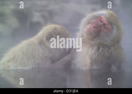Der japanische Makaken, auch bekannt als der Schneeaffe, kommt in Jigokudani Onsen in der Präfektur Nagano vor. Diese Affen sind dafür bekannt, im Winter in heißen Quellen zu baden, um warm zu bleiben, ein Verhalten, das viele Besucher in die Gegend zieht. Stockfoto