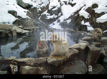 Der japanische Makaken, auch bekannt als Macaca fuscata, wurde in Jigokudani Onsen in Yamanouchi, Präfektur Nagano, Japan, fotografiert. Diese Makaken sind berühmt für das Baden in den heißen Quellen während der Wintermonate. Stockfoto
