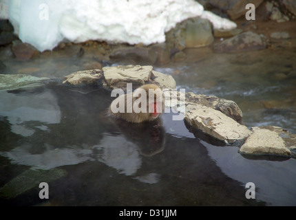Der japanische Makaken, auch bekannt als Macaca fuscata, ist eine Affenart, die in Jigokudani Onsen in Yamanouchi, Präfektur Nagano, Japan, vorkommt. Diese Affen sind berühmt für ihr Baden in heißen Quellen im Winter. Stockfoto