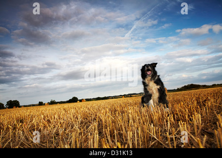 Border-Collie Hund sitzt im Erntefeld Stockfoto