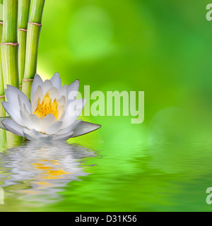Orchidee Blume mit Bambus-Stangen auf einem grünen Hintergrund und Spiegelung im Wasser Stockfoto