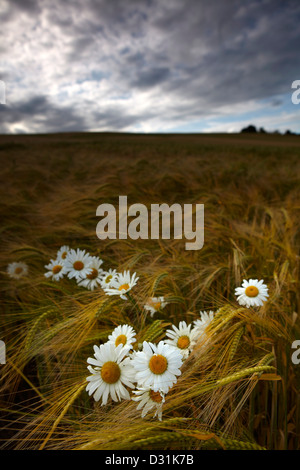 Leucanthemum Vulgare, allgemein bekannt als Oxeye Daisy in ein Gerstenfeld Stockfoto