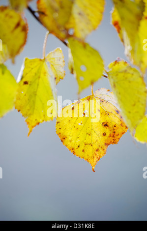 Herbstfarben von Tilia Cordata, Small Leaved Lime, Wales, Großbritannien. Stockfoto