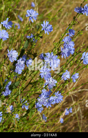 Allgemeine Zichorie, Cichorium Intybus, Blumen Stockfoto