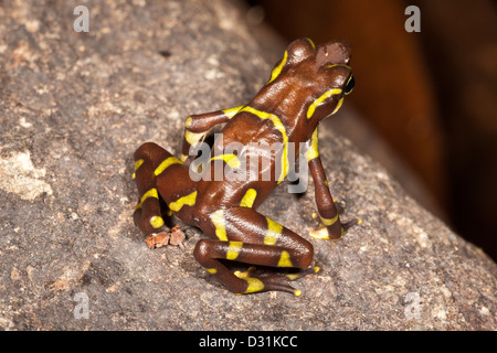 Der vom Aussterben bedrohten Harlekin Frosch, Atelopus Limosus, in der Provinz Panama, Republik von Panama. Stockfoto