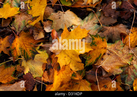 Ahorn Laub im Herbst Stockfoto