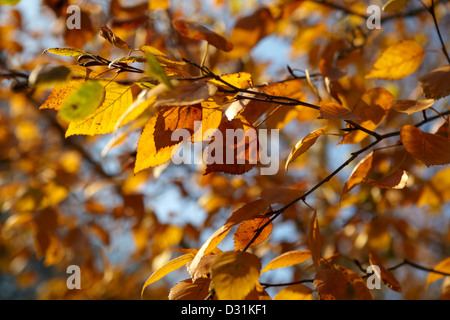 'Betula Utilis' Himalaya Birke im Herbst Stockfoto