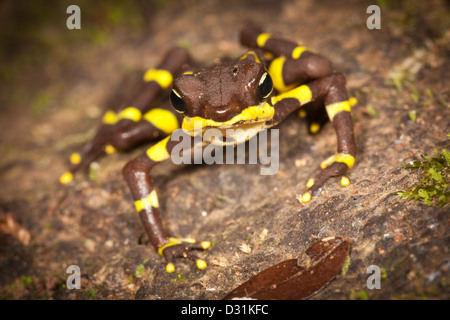 Der vom Aussterben bedrohten Harlekin Frosch, Atelopus Limosus, in der Provinz Panama, Republik von Panama. Stockfoto