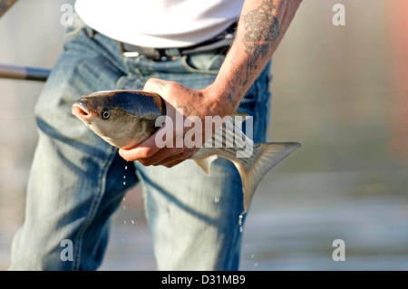 Fischer, entfernen den Haken aus dem Mund eines Fisches. Stockfoto