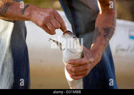 Fischer, entfernen den Haken aus dem Mund eines Fisches. Stockfoto